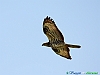 Uccelli accipitriformi 11-Falco pecchiaiolo.jpg